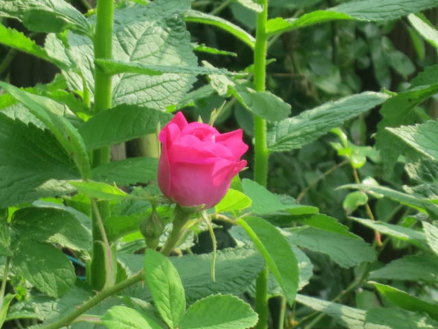 Ca' di Minù giardino