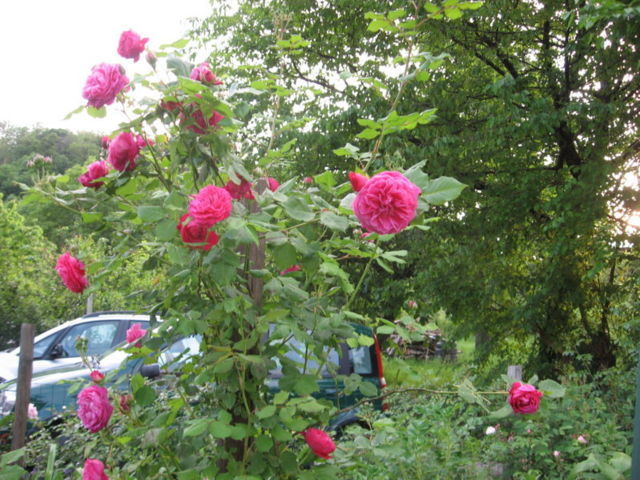 Ca' di Minù giardino