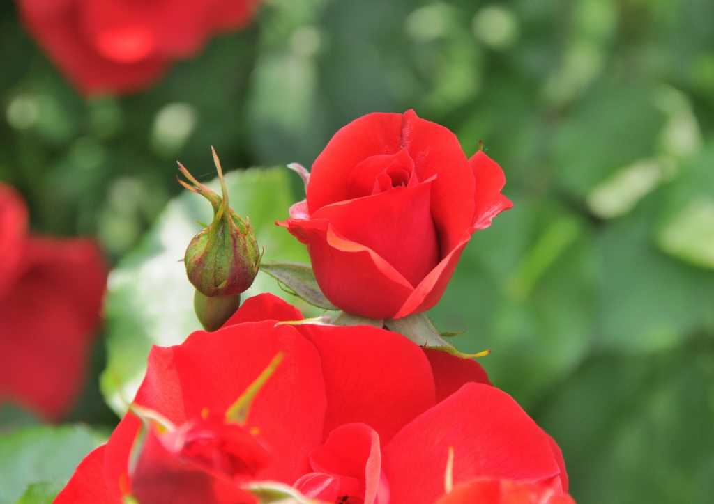 Ca' di Minù giardino